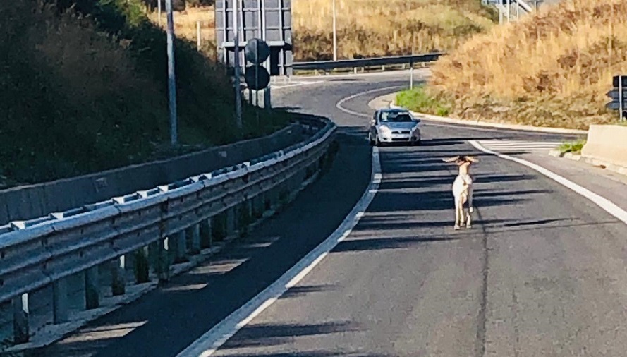Viaggiatore insolito. Montone si aggira sulla Siena-Grosseto, catturato dalla Polizia