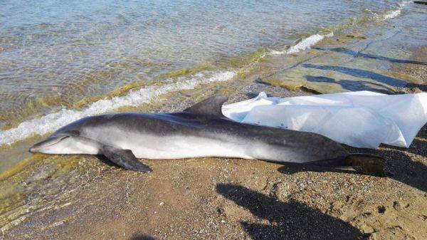 Il giallo dei delfini morti. I primi risultati delle autopsie, stomaci vuoti. Ipotesi malattia