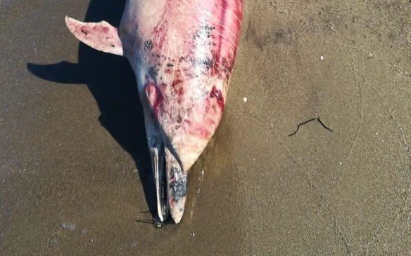 Quinto caso in pochi giorni. Trovato delfino spiaggiato, era in avanzato stato di decomposizione