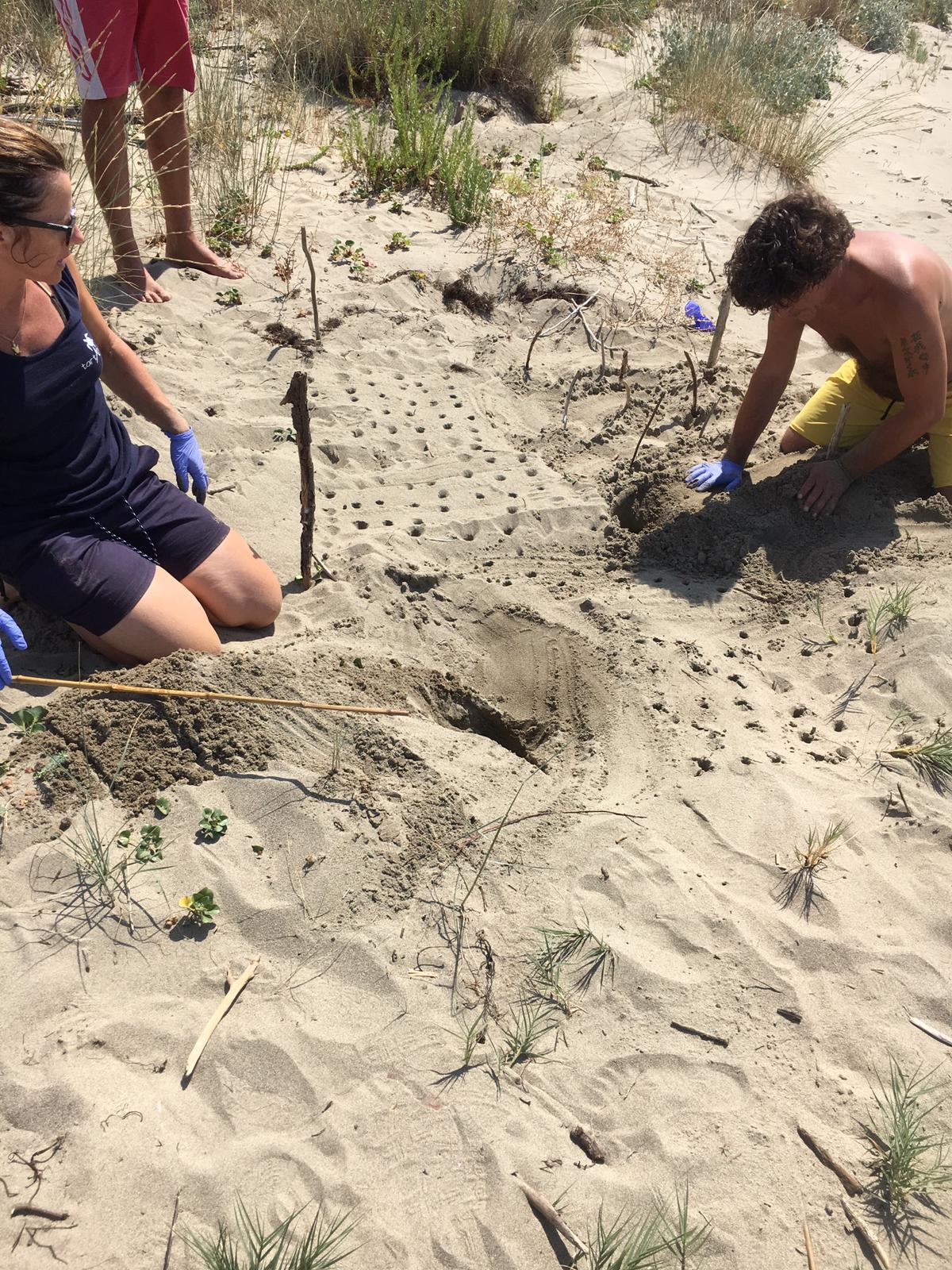 La scoperta. Sulla costa avvistato nido di tartarughe marine, schiusa tra il 10 e il 15 settembre
