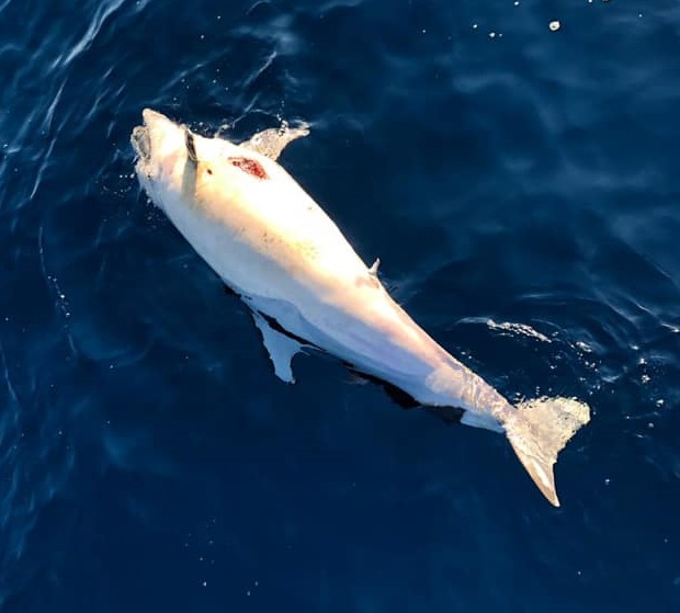 Moria delfini. Da analisi presenza Morbillivirus. Nel weekend sale a 40 il numero di cetacei morti