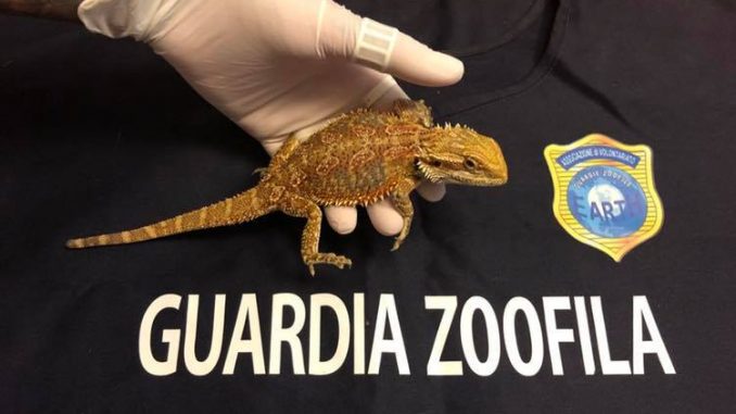 Smarrito o abbandonato? Trovato un “Drago barbuto” e salvato dalle guardie zoofile