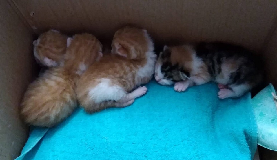 Emergenza d’estate. Al Rifugio del cane la salvezza dei gattini abbandonati