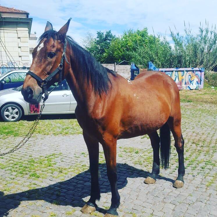 Una casa per Botticello. Il Comune adotta un cavallo delle carrozze romane per turisti