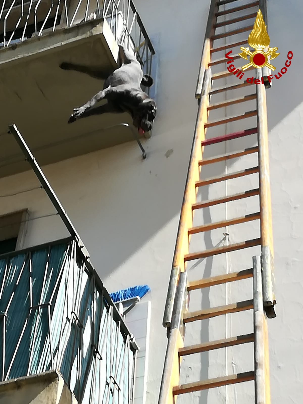 Lieto fine. Cane impigliato su balcone resta sospeso nel vuoto, salvato dai Vigili del Fuoco