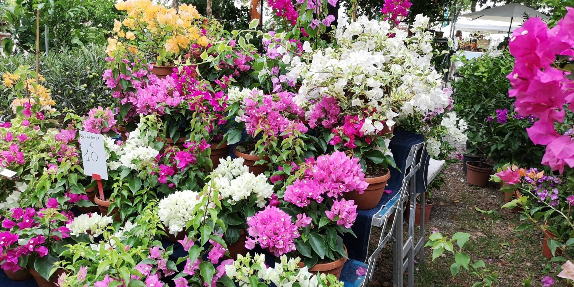 Sguardi a Oriente. Giappone protagonista di “Murabilia” tra piante fiori e funghi