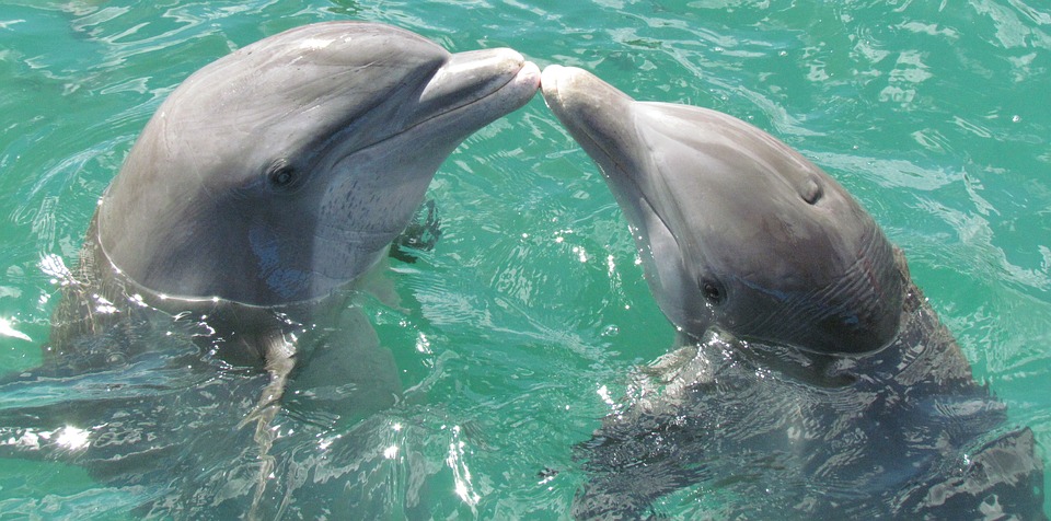 Nasce Casa Pelagos, il primo museo interattivo dedicato al santuario dei cetacei