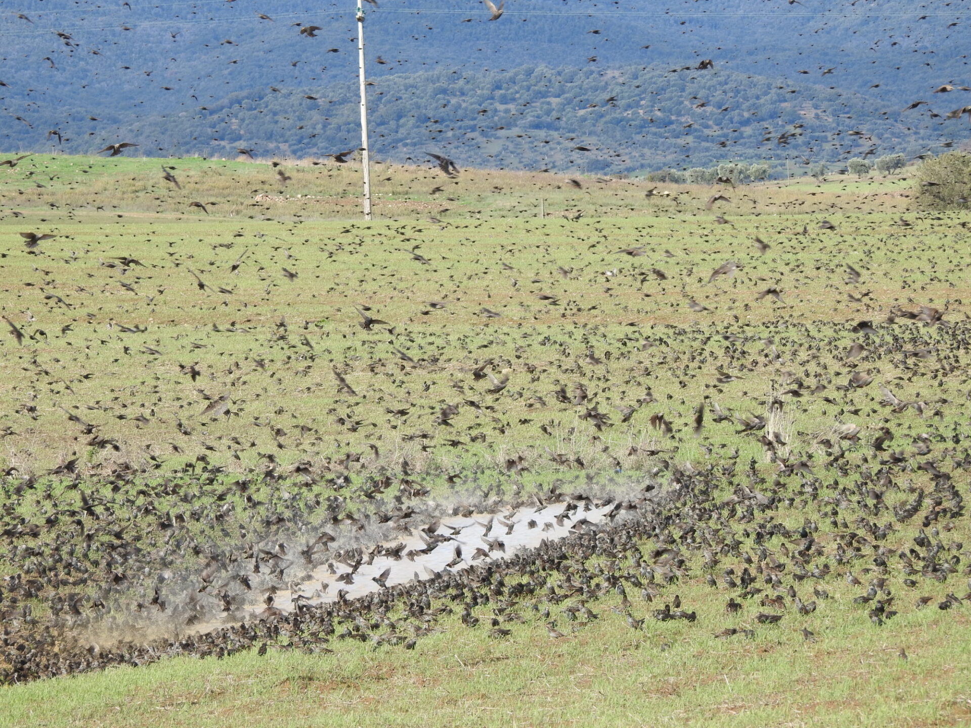 Spettacolo della natura. Stormi in volo a Fonteblanda, in posa tra cielo e terra