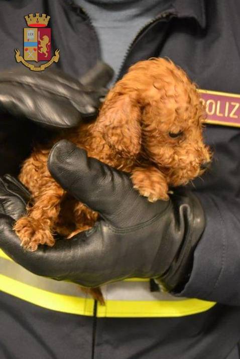Senza cibo e acqua. In auto con 7 cuccioli bagnati e infreddoliti, denunciati