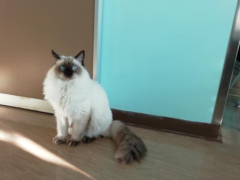 Pet therapy in ospedale. Al San Donato arriva Simba, il gatto dagli occhi di ghiaccio