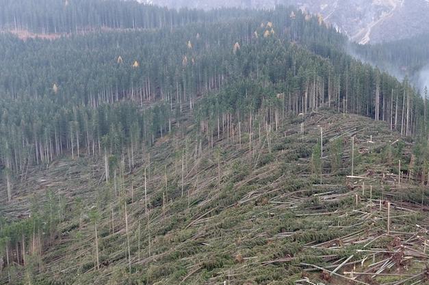 Festa dell’Albero: San Quirico d’Orcia finanzia la rinascita della Foresta dei Violini colpito dalla tempesta Vaia in Trentino