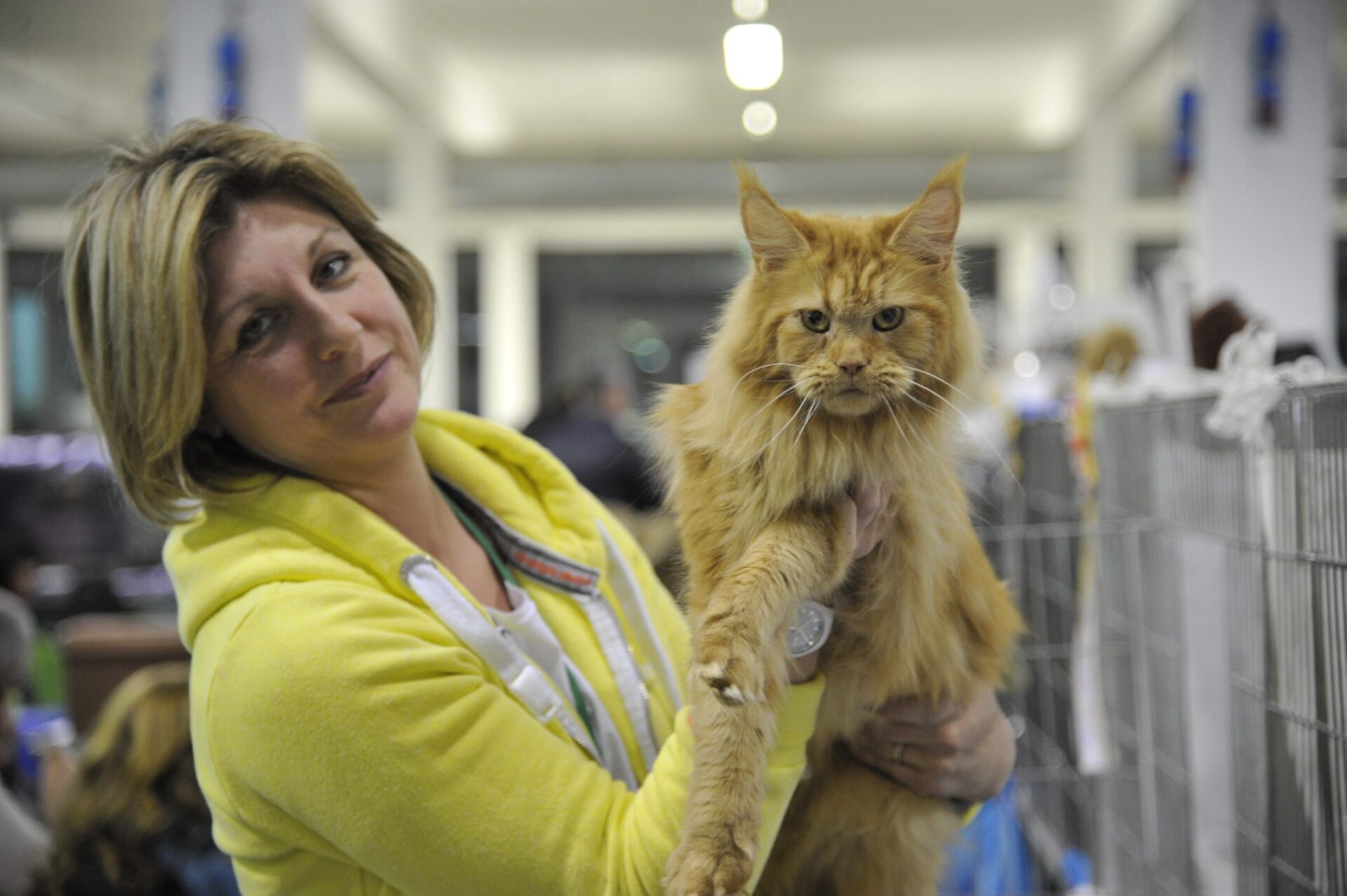 Lucca, gatti in esposizione. Per la prima volta in Italia il rarissimo felino Lykoi