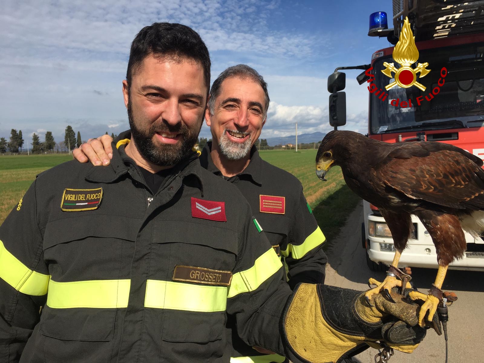 Il salvataggio. Falco resta impigliato su palo, i Vigili del Fuoco lo liberano