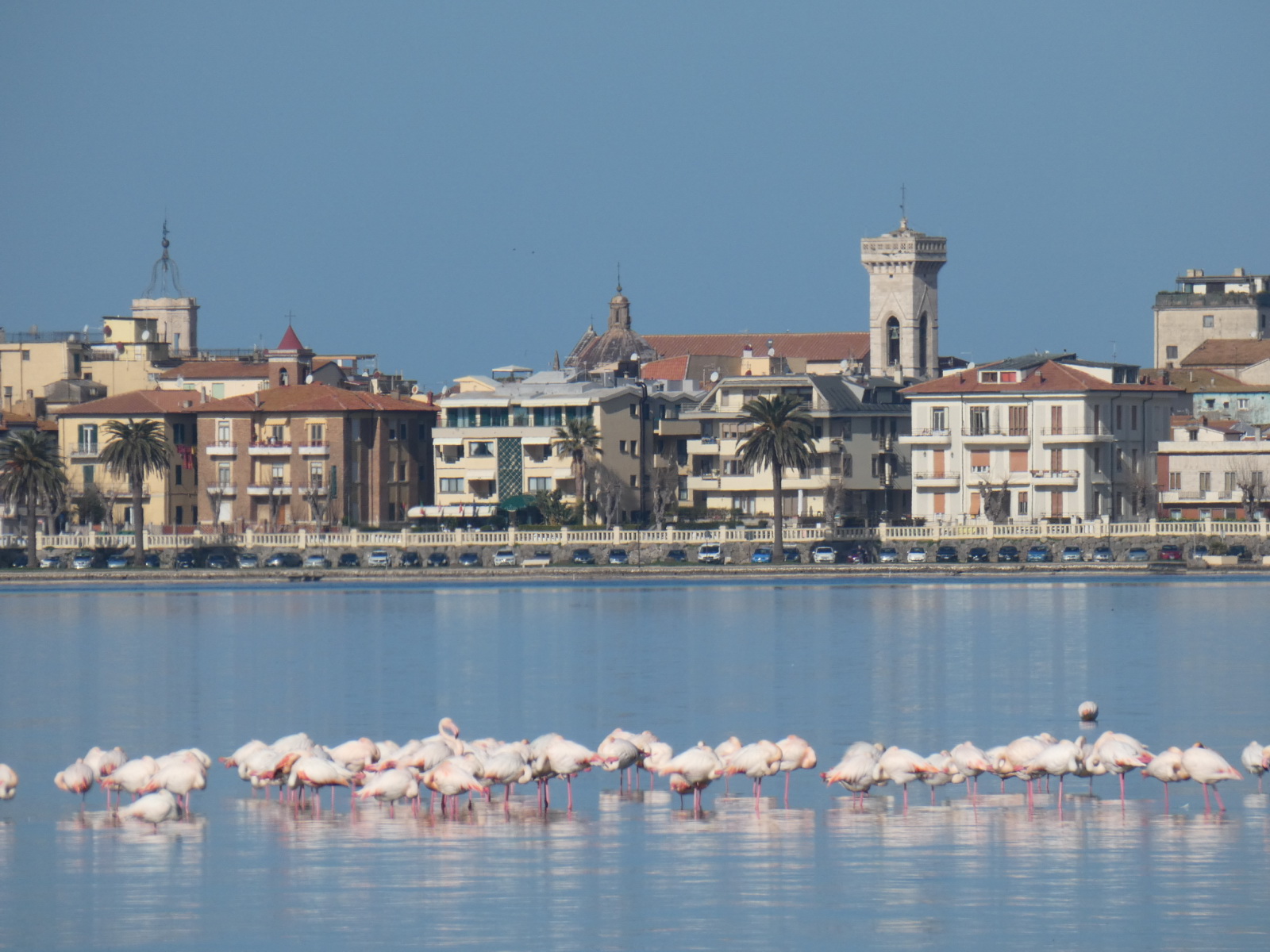 Magia della natura. Lo spettacolo dei fenicotteri rosa nelle acque della Maremma