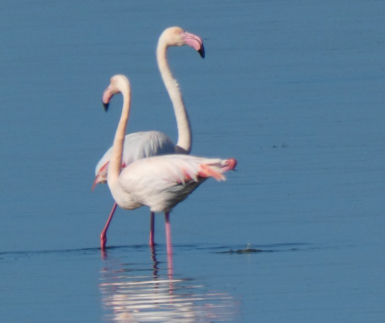 Il fenicottero rosa torna a riprodursi in Maremma