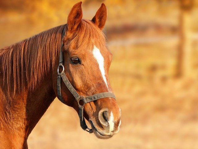 Il giallo continua. Un altro cavallo morto in centro di recupero, è il 18esimo in 2 anni