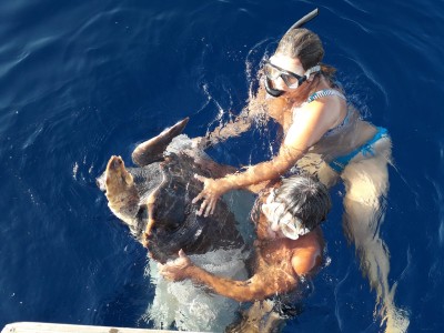 Il salvataggio. Tartaruga in difficoltà recuperata in mare all’Elba, ora è in osservazione al centro di recupero di Talamone