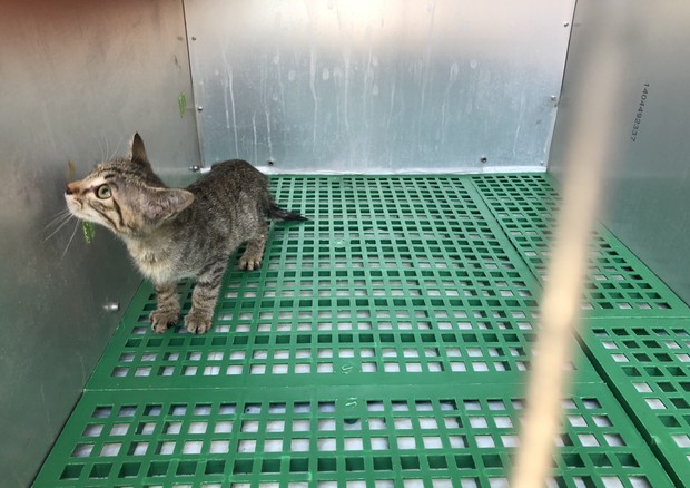 Lieto fine. Gattino viaggia in vano motore di un’auto per 200 km, salvo