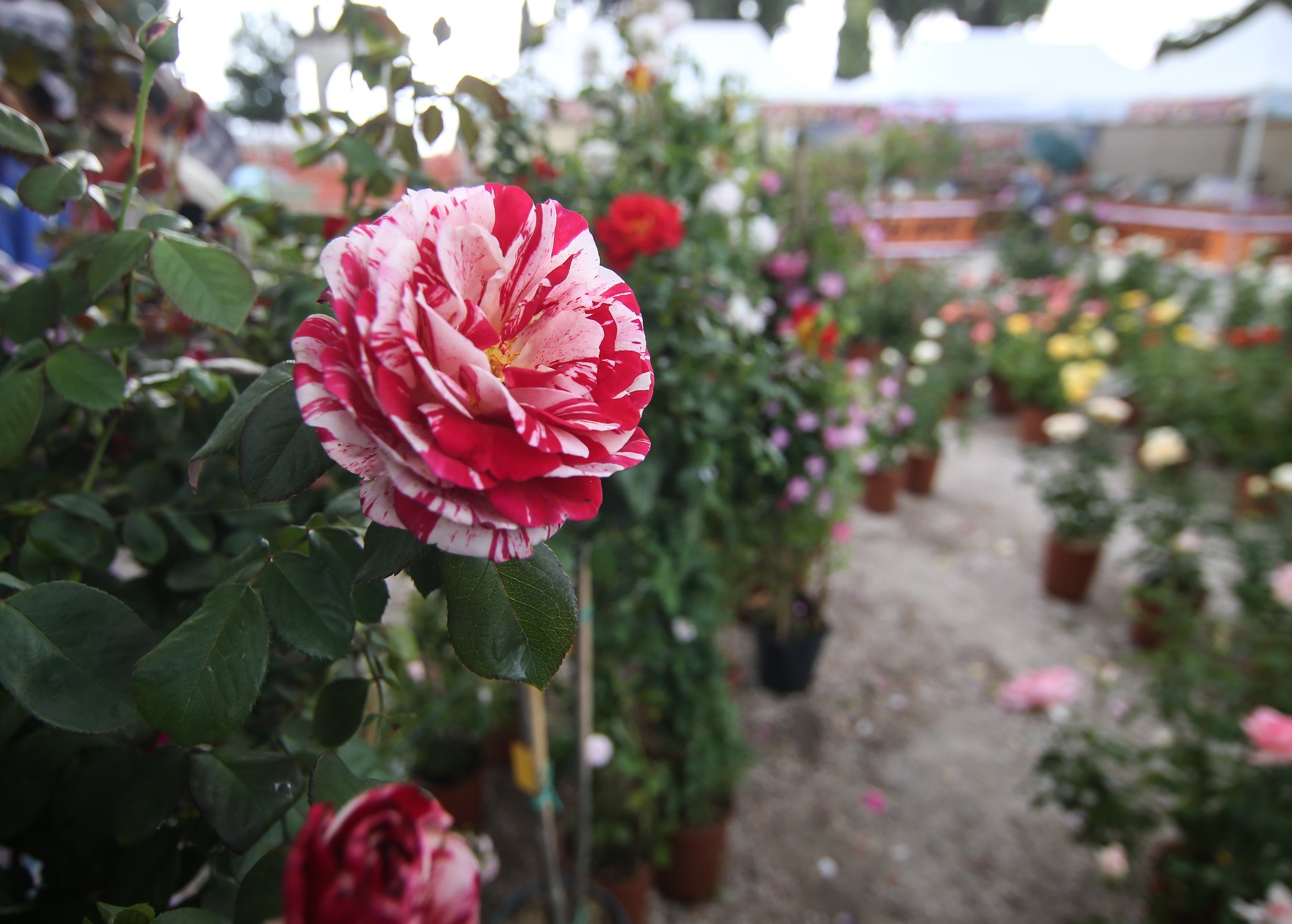 Pollice verde. “Firenze flower show” a Giardino Corsini tra piante rare, orchidee e il museo degli agrumi