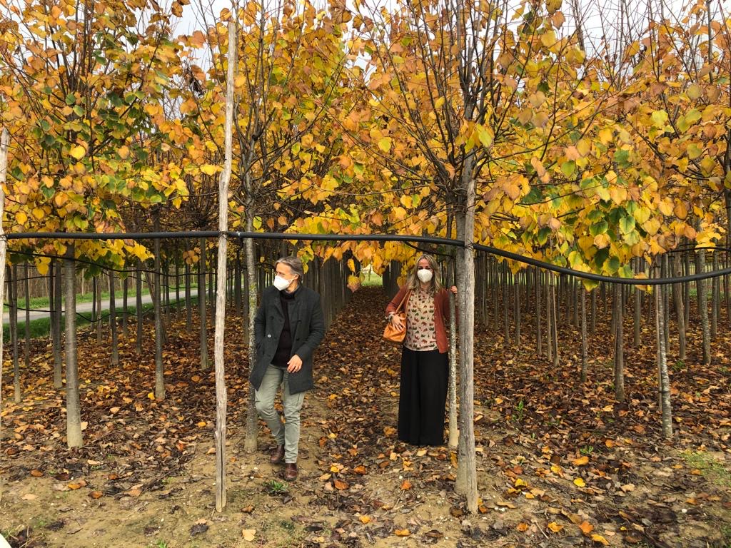 Dona un albero. 700 piante regalate dai cittadini per i propri cari, acero e ciliegio le specie più gettonate