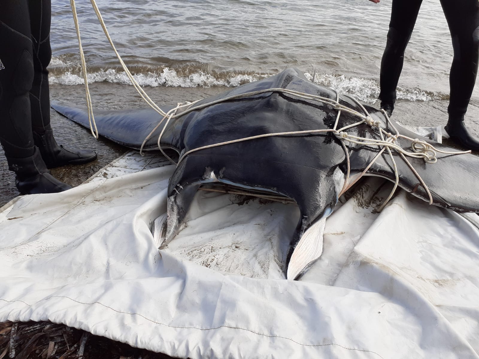 Intervento eccezionale. Carcassa di manta sulla spiaggia di Baratti, via alla rimozione