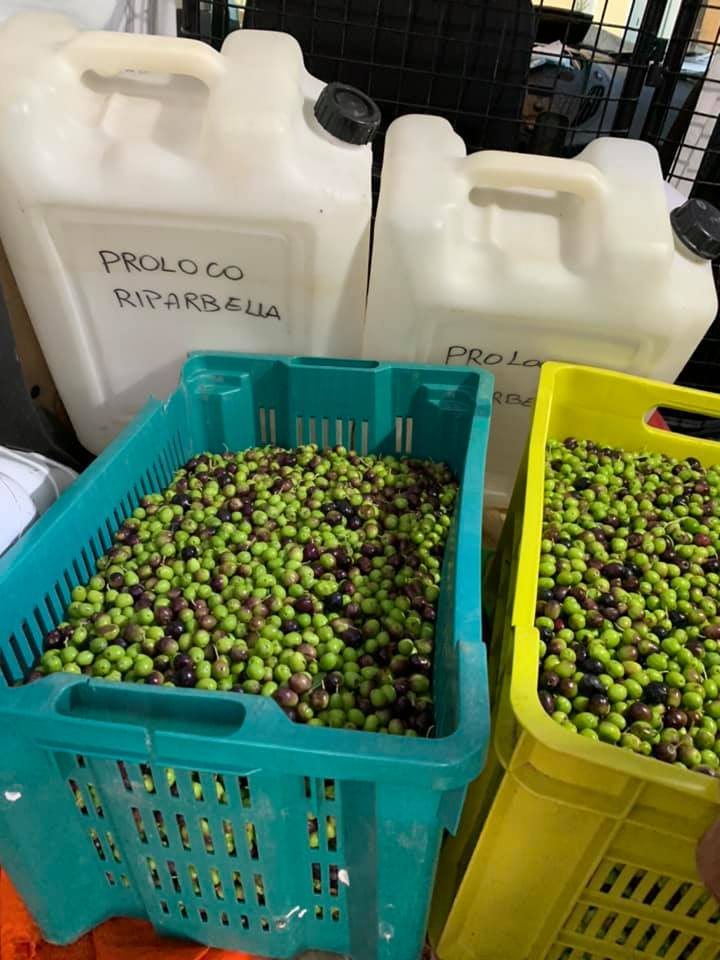 Olio condiviso. Tra mascherine anti Covid e olive, da Riparbella l’esempio di una sana e nuova socialità