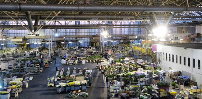 La proposta. Coronavirus, il sindaco di Pescia: «Dosi di vaccino nei frigo del mercato dei fiori»