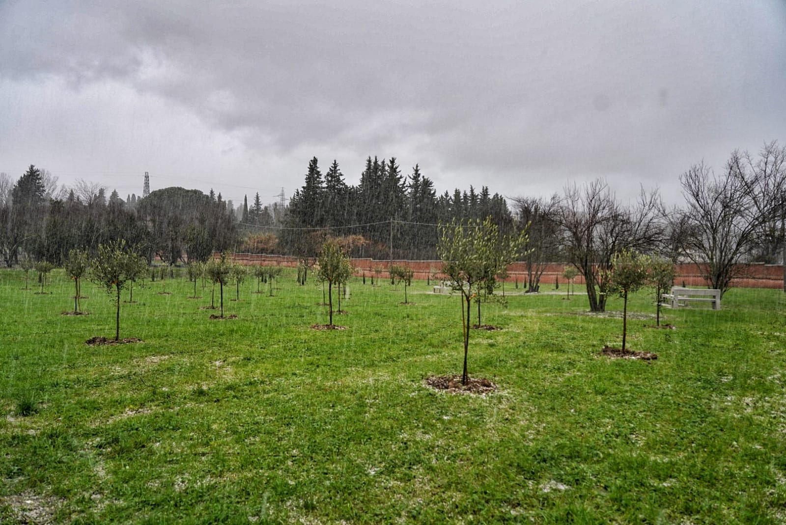 Coronavirus. A Firenze il bosco dedicato alle vittime di Covid, sindaco Nardella: «Luogo perenne di ricordo»