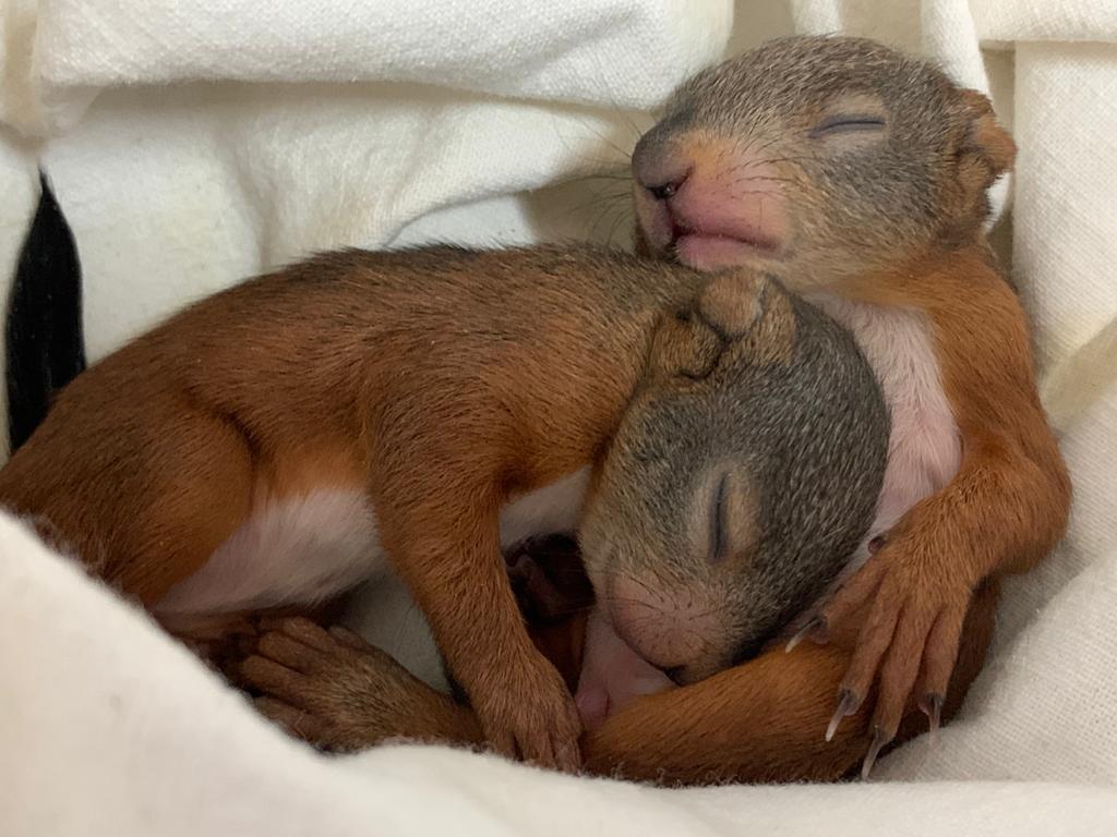 Cuccioli di selvatici in difficoltà. L’appello di Sos Animali ai Comuni: «Senza il vostro aiuto non potremo più soccorrerli»