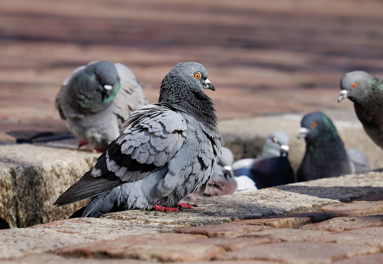Rapaci contro i volatili. Troppi piccioni in centro, Cortona ingaggia i falconieri