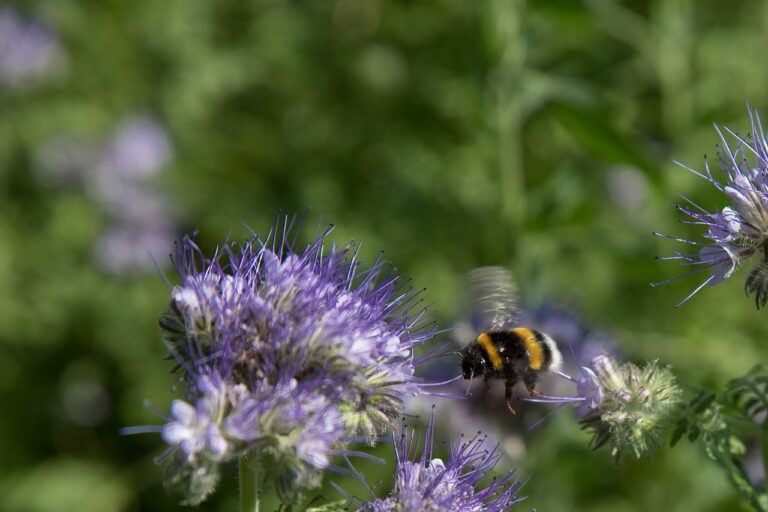 Bee the change, Firenze si tinge di viola per difendere le api
