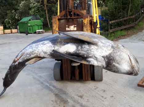 Raro esemplare di delfino spiaggiato in Maremma