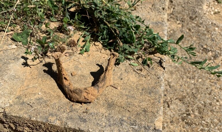 Monteriggioni, il cimitero della vergogna. Ossa umane, sporcizia e incuria al camposanto