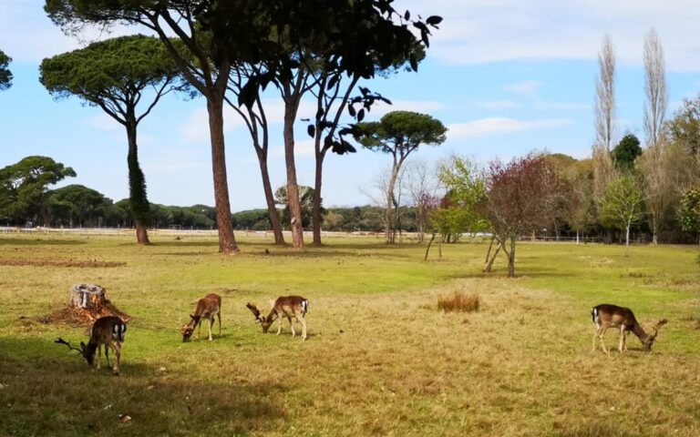 Nomine al Parco di San Rossore. Mille firme chiedono trasparenza e competenza
