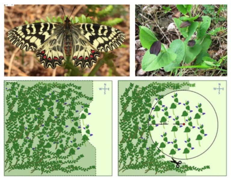 Farfalle in estinzione da rovi dell’Elba, il taglio della vegetazione in eccesso per salvare la specie