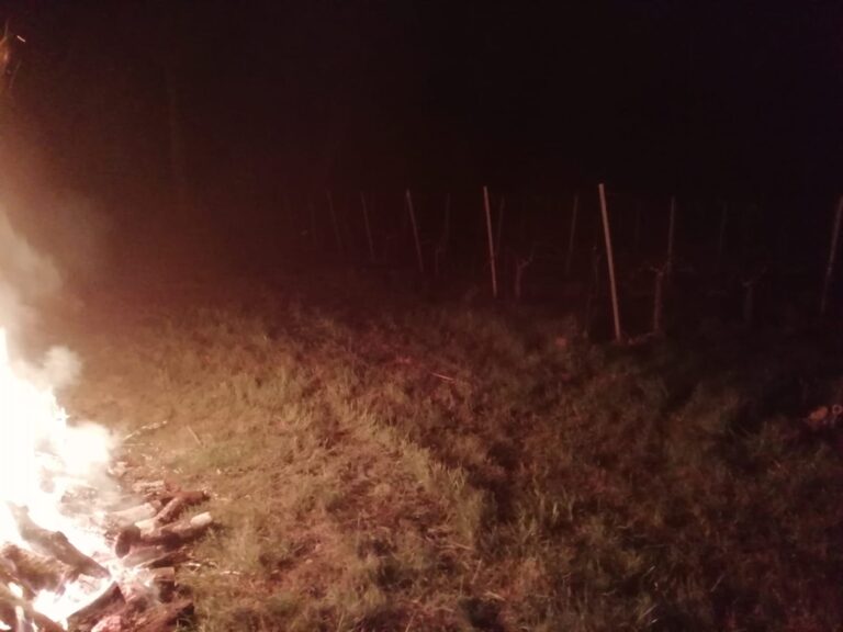 Notte a -7 gradi per vigneti, frutteti e ortaggi: Cia chiede stato calamità