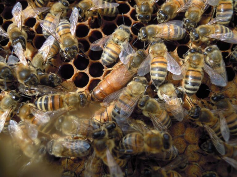 Giornata Mondiale della Terra, focus on line  di Upa Siena su “Api sentinelle dell’ambiente”
