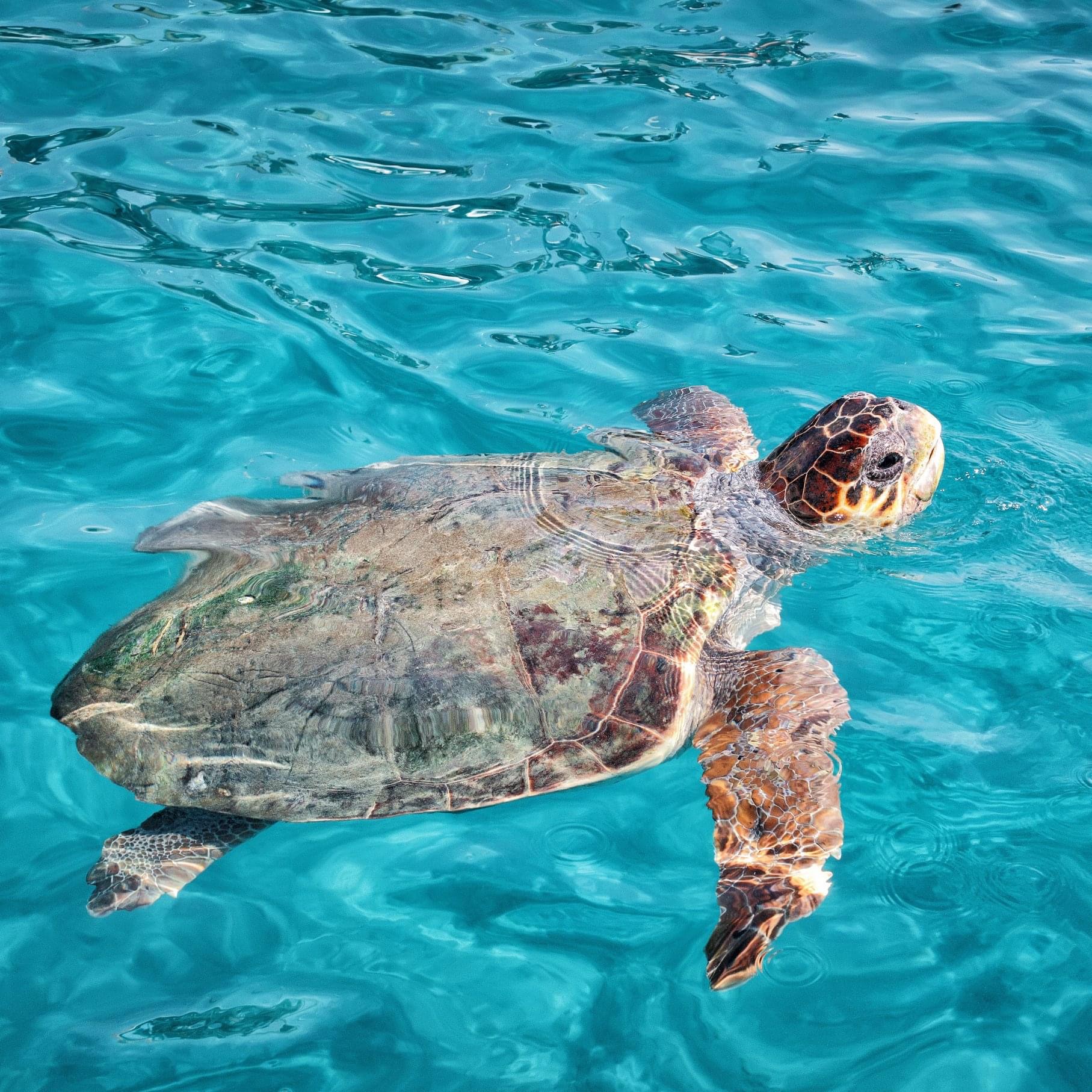 Nido Record Di Tartarughe Caretta Caretta All isola D Elba Nido Record Di Tartarughe Caretta Caretta All isola D Elba