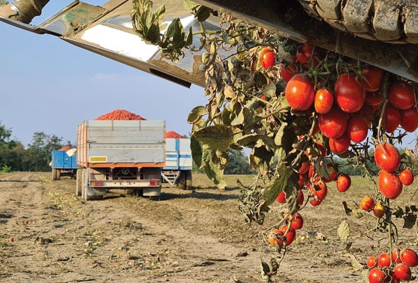Pomodoro, sottoscritto protocollo per valorizzare la filiera regionale e salvaguardare la produzione