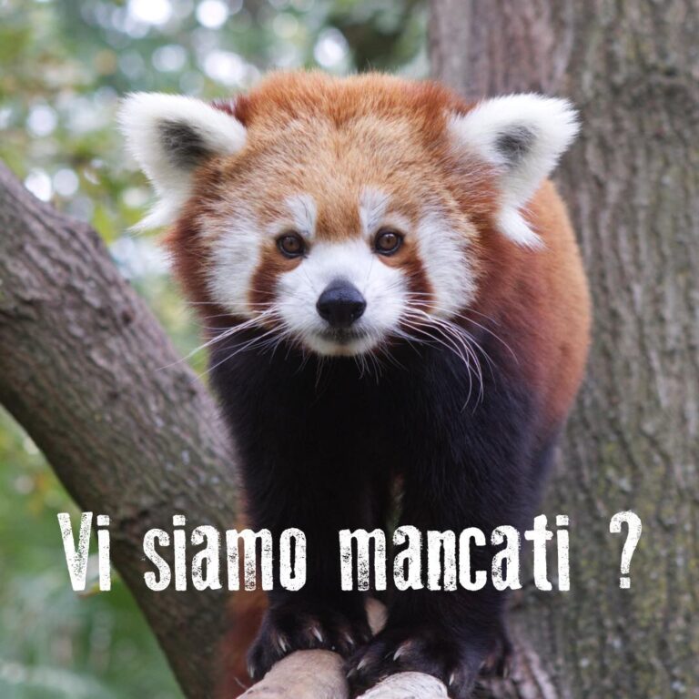 Riapre dopo 6 mesi lo zoo di Pistoia, «Ce l’abbiamo fatta grazie ai visitatori potenziali»