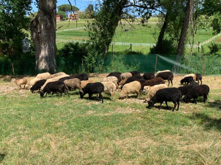 Tosaerba 100% sostenibile con le pecore nane, in azione sulle aree pubbliche di Bagno a Ripoli