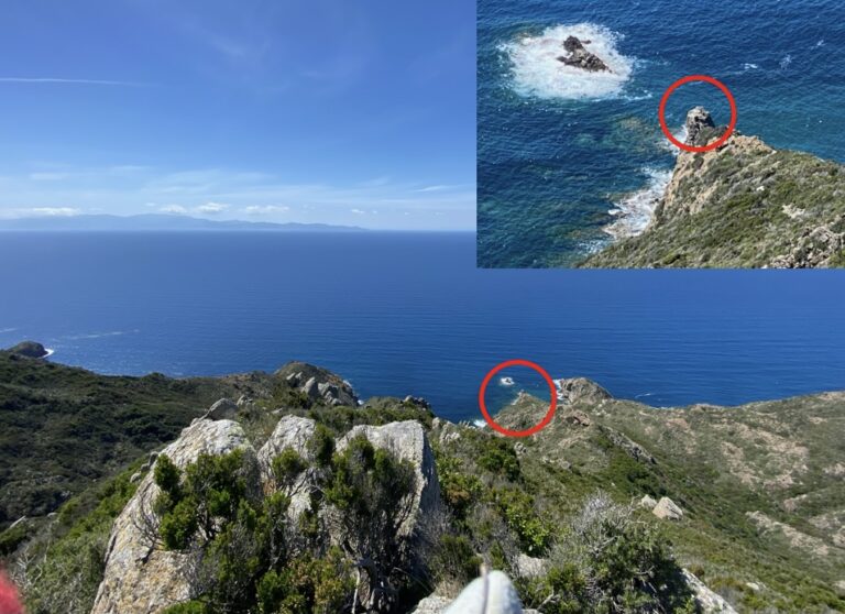 Il Falco pescatore nidifica a Capraia e nell’Arcipelago Toscano dopo 90 anni