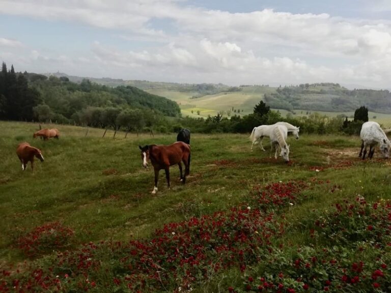 Cavalli sieropositivi trovano casa a Corniano, Ihp: «Grazie alle nostre battaglie possono vivere liberi»