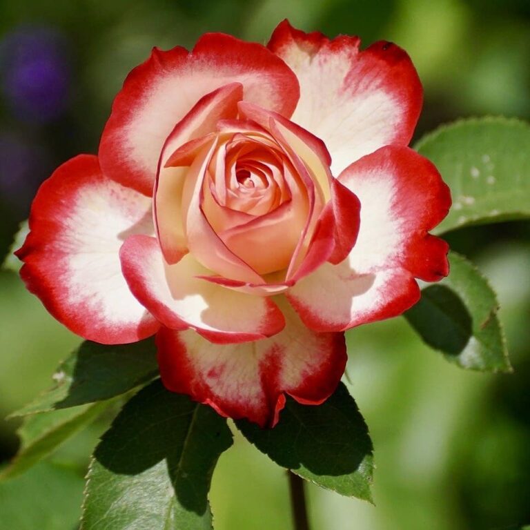 Piante e rapaci rari, a Firenze il 26 e 27 giugno torna il Flower Show