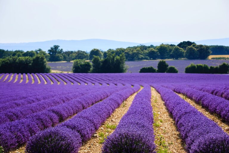 Santa Luce, la Provenza d’Italia. 100 aziende e 250 ettari coltivati. E’ boom di lavanda