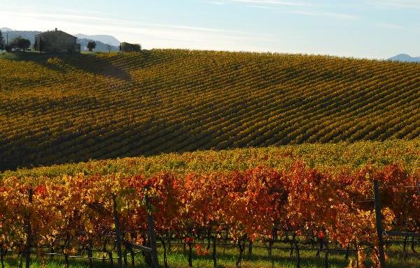 Stanziati 11 milioni per riconvertire i vigneti: priorità a quelli storici
