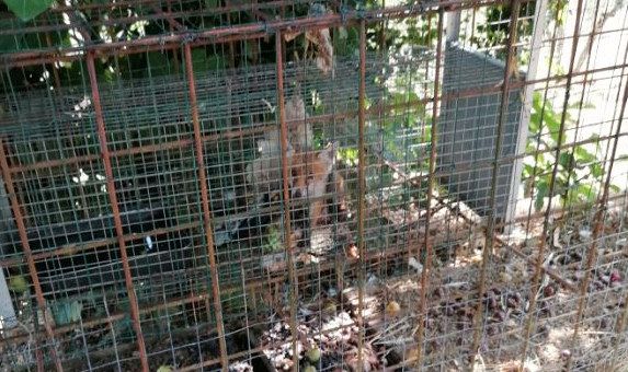 Cucciolo di volpe usato come esca muore in gabbia, 2 denunciati