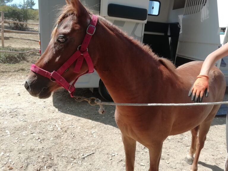 Il cavallo Gin Tonic ha recuperato la vista e resterà al centro di Italian Horse Protection