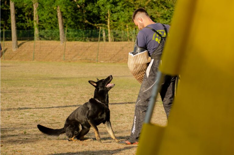 Cani da utilità e difesa da ogni parte d’Italia a Brenna per l’Igp Summer Party