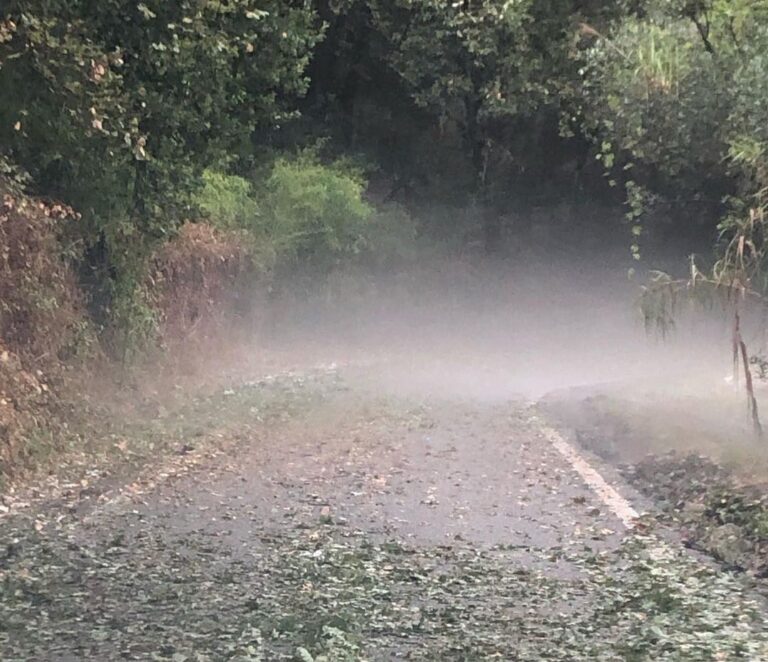 La grandine spazza via le olive nel Montalbano e nel Mugello. Cia: Conta dei danni pesantissima